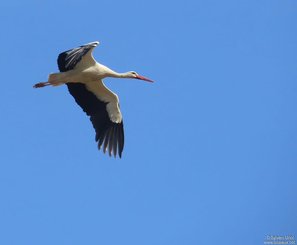 Cigogne blanche adulte
