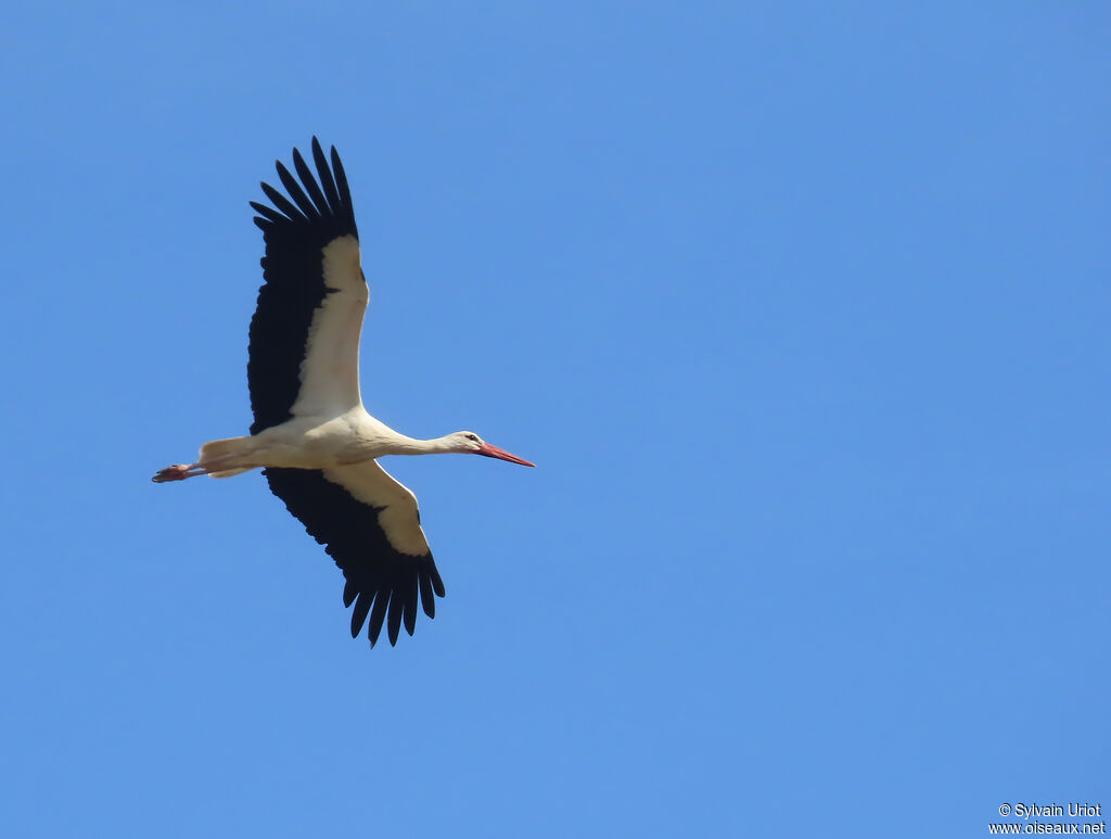 Cigogne blanche adulte