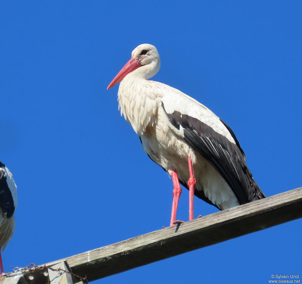 Cigogne blanche