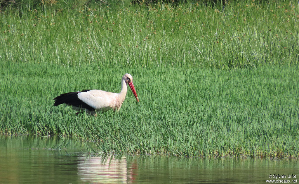 Cigogne blanche
