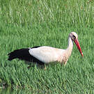 Cigogne blanche