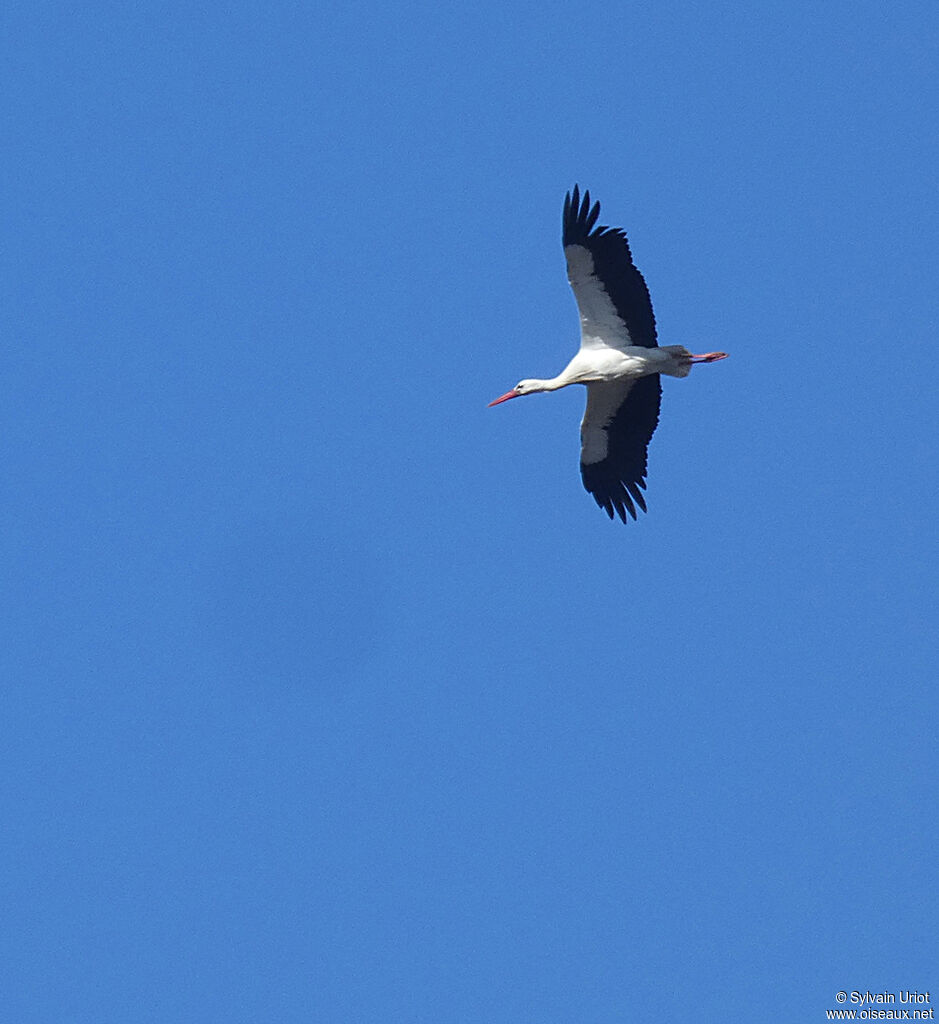 White Storkadult