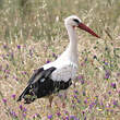 Cigogne blanche