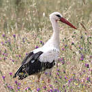 Cigogne blanche