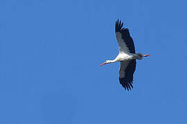 White Stork