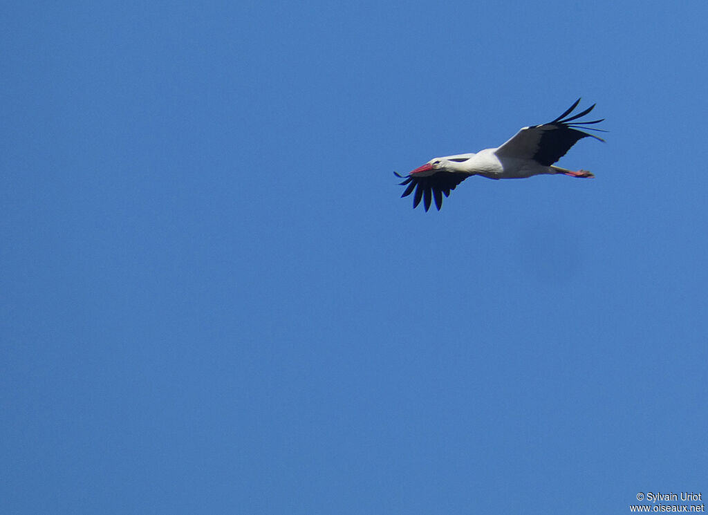 Cigogne blancheadulte