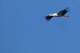 Cigogne blanche