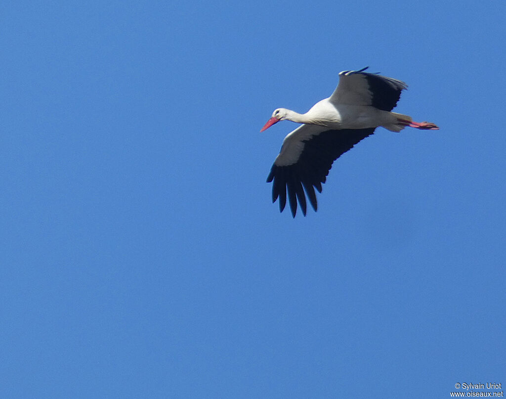 Cigogne blancheadulte