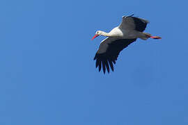 Cigogne blanche