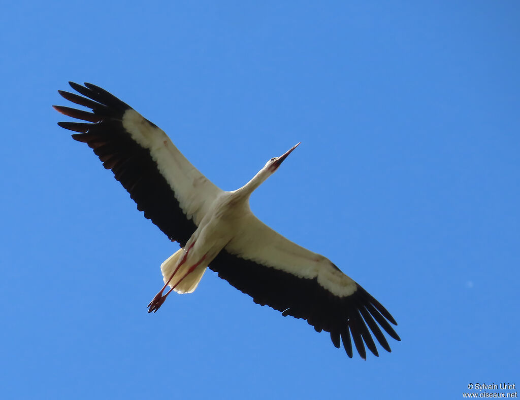 Cigogne blanche adulte