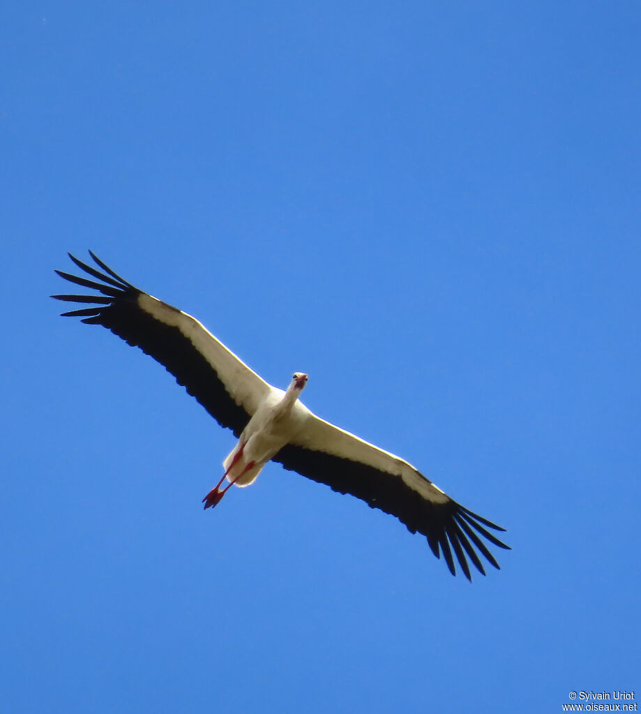 Cigogne blanche adulte