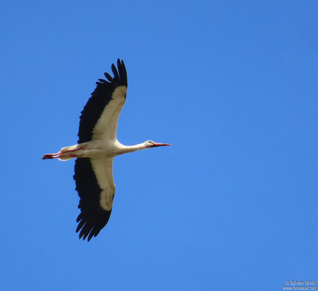 Cigogne blanche adulte