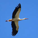 Cigogne blanche