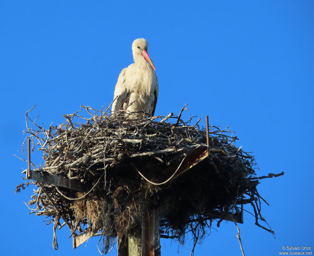 Cigogne blanche adulte, nidification