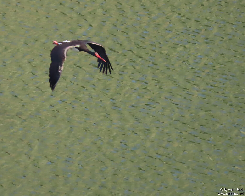 Cigogne noire
