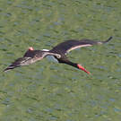 Cigogne noire
