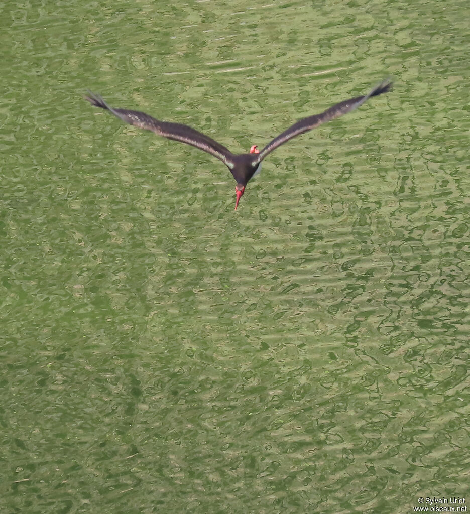 Cigogne noire