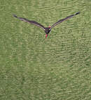 Cigogne noire