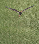 Cigogne noire