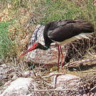 Cigogne noire