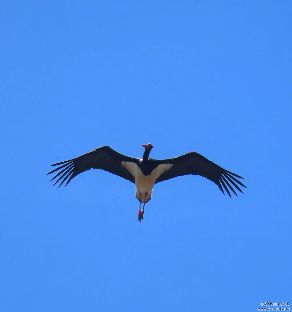 Cigogne noire