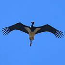 Cigogne noire
