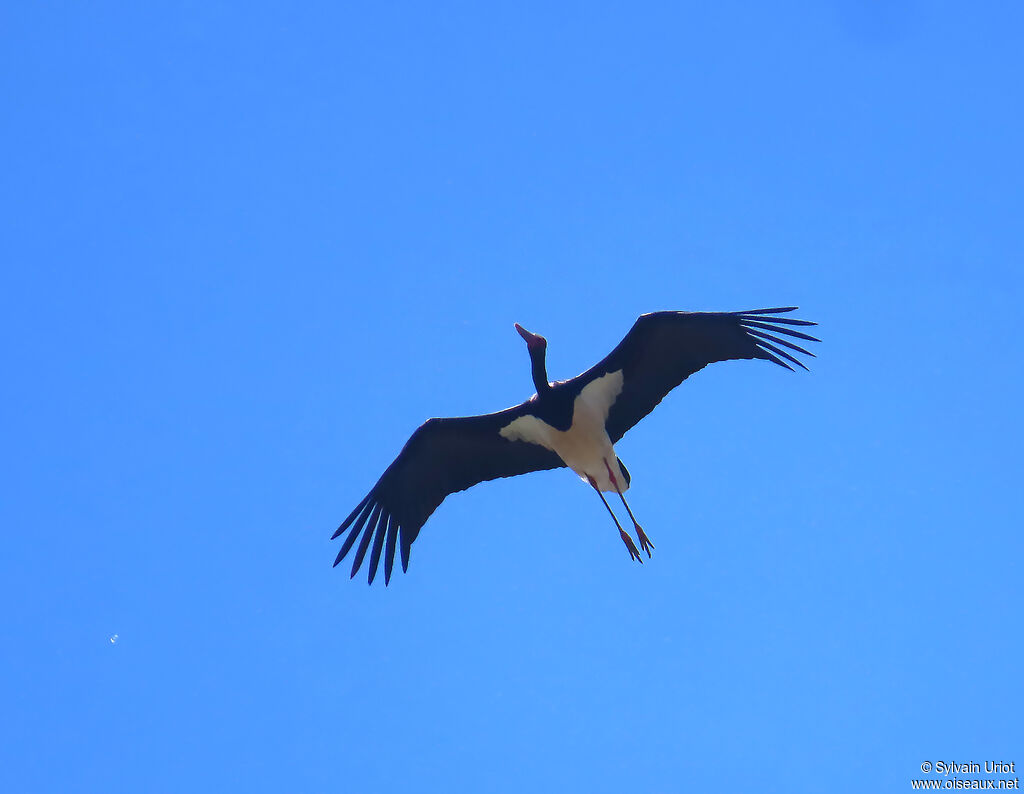 Cigogne noire