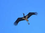 Cigogne noire
