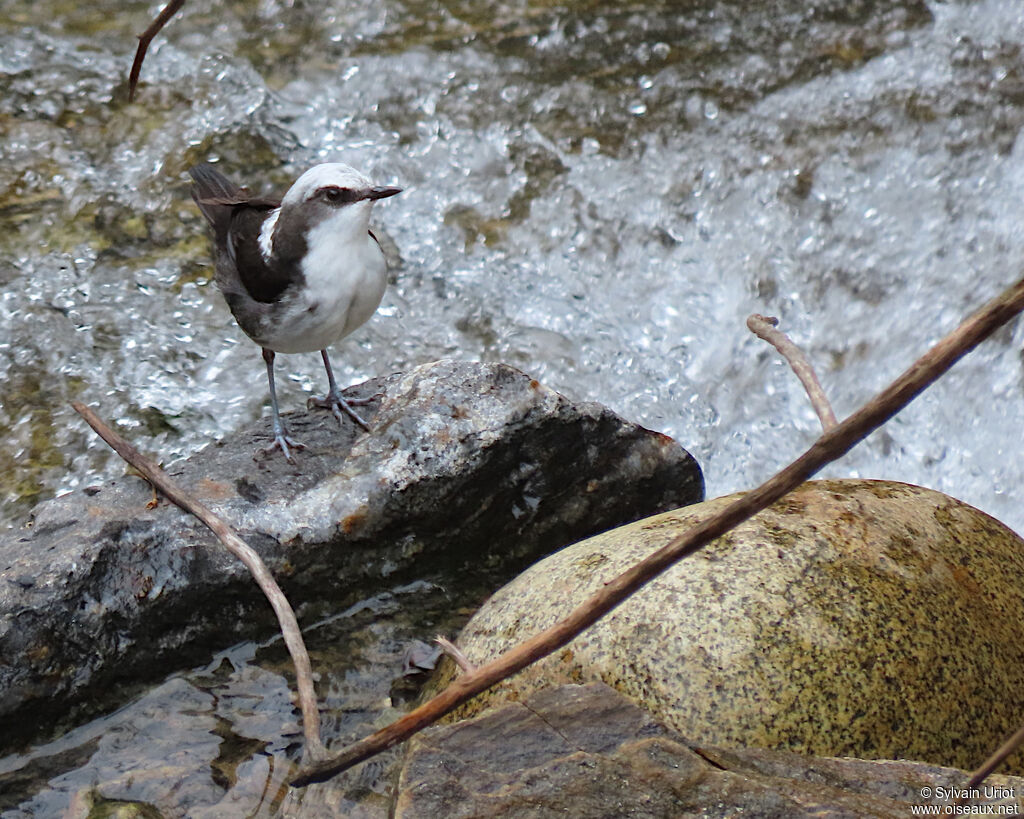 White-capped Dipper