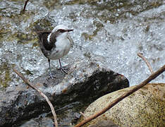 White-capped Dipper