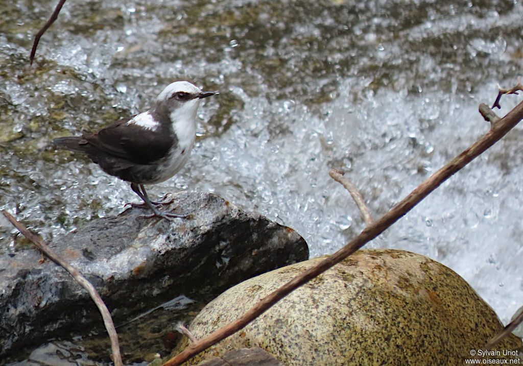 White-capped Dipper