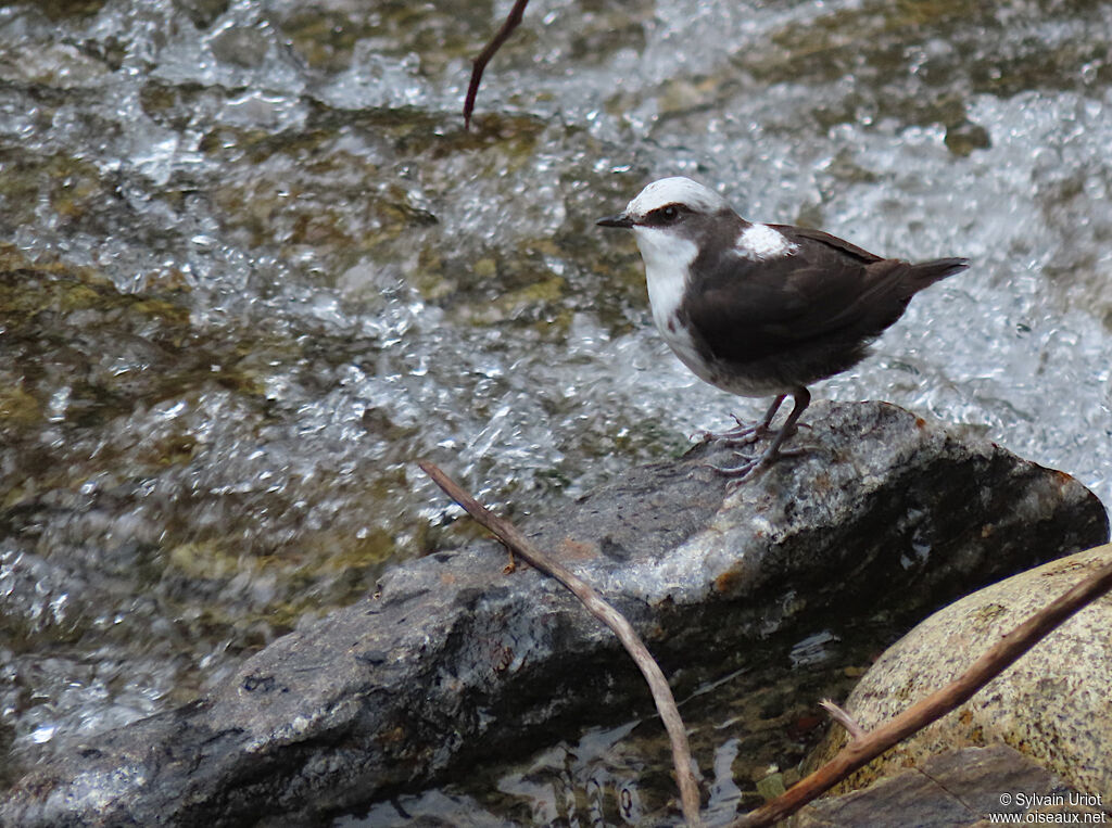 White-capped Dipper