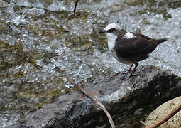 White-capped Dipper