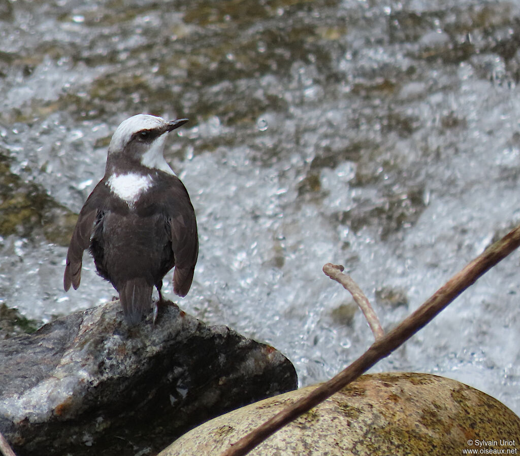 White-capped Dipper