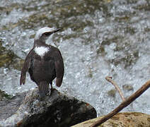 White-capped Dipper