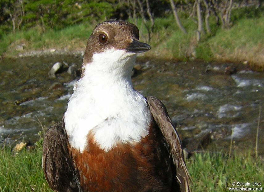 White-throated Dipperadult, close-up portrait