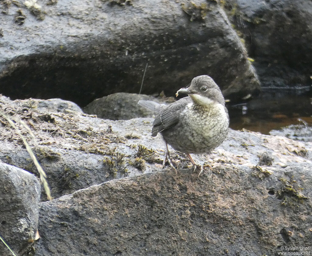 White-throated Dipperimmature