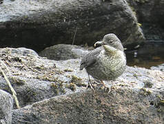 White-throated Dipper