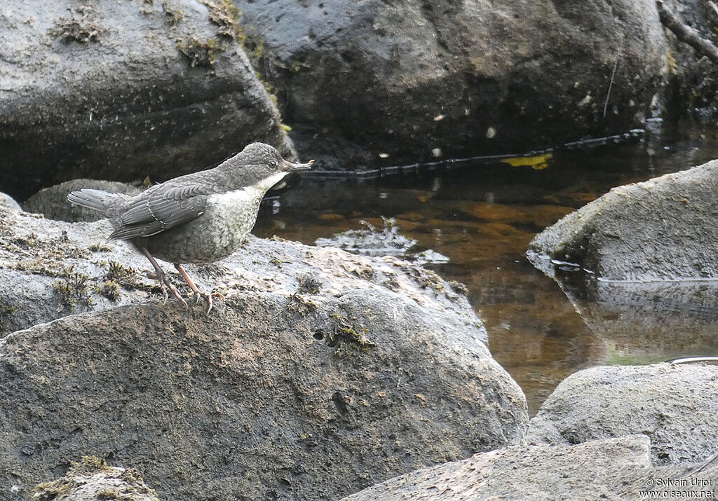 White-throated Dipperimmature