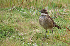 Chestnut-winged Cinclodes