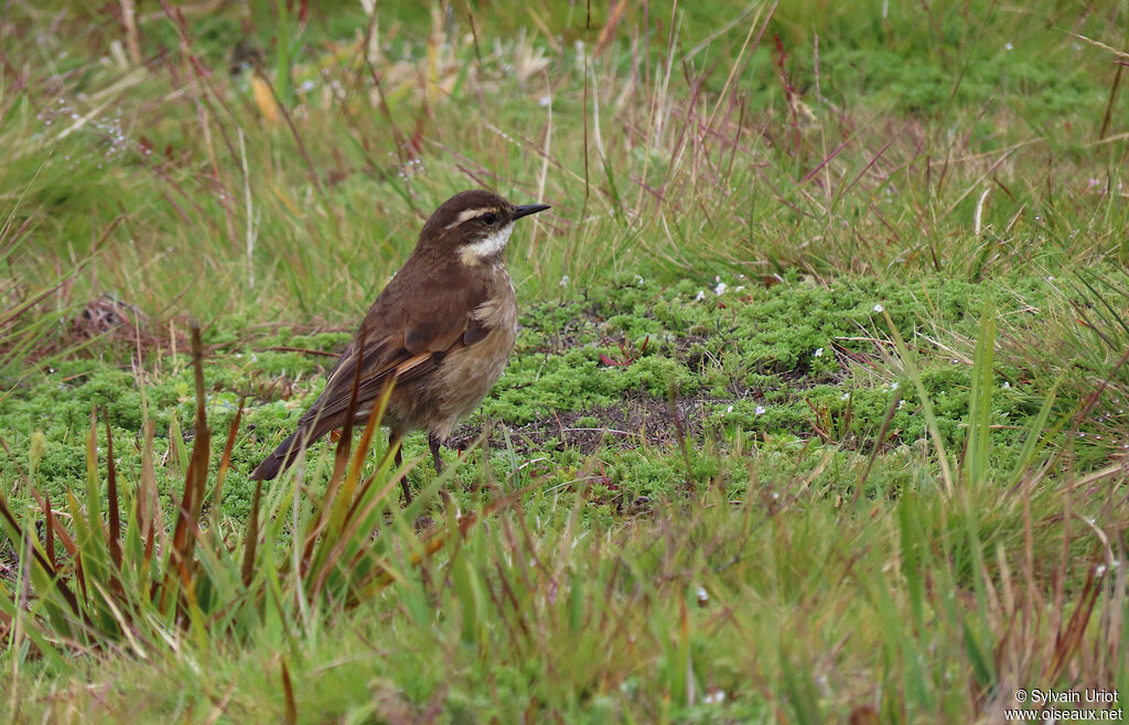 Cinclode à ailes marron