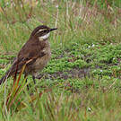 Cinclode à ailes marron