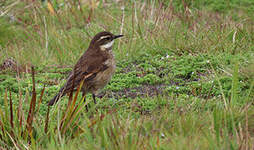 Cinclode à ailes marron