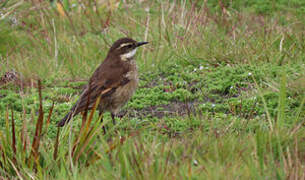 Chestnut-winged Cinclodes