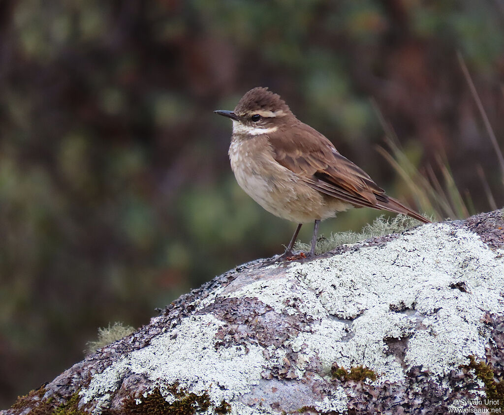 Chestnut-winged Cinclodesadult