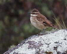 Chestnut-winged Cinclodes