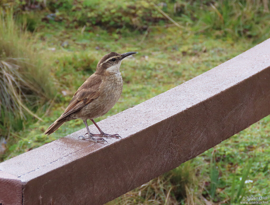 Stout-billed Cinclodesadult