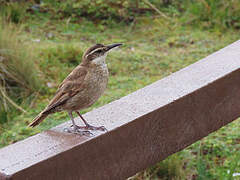 Stout-billed Cinclodes