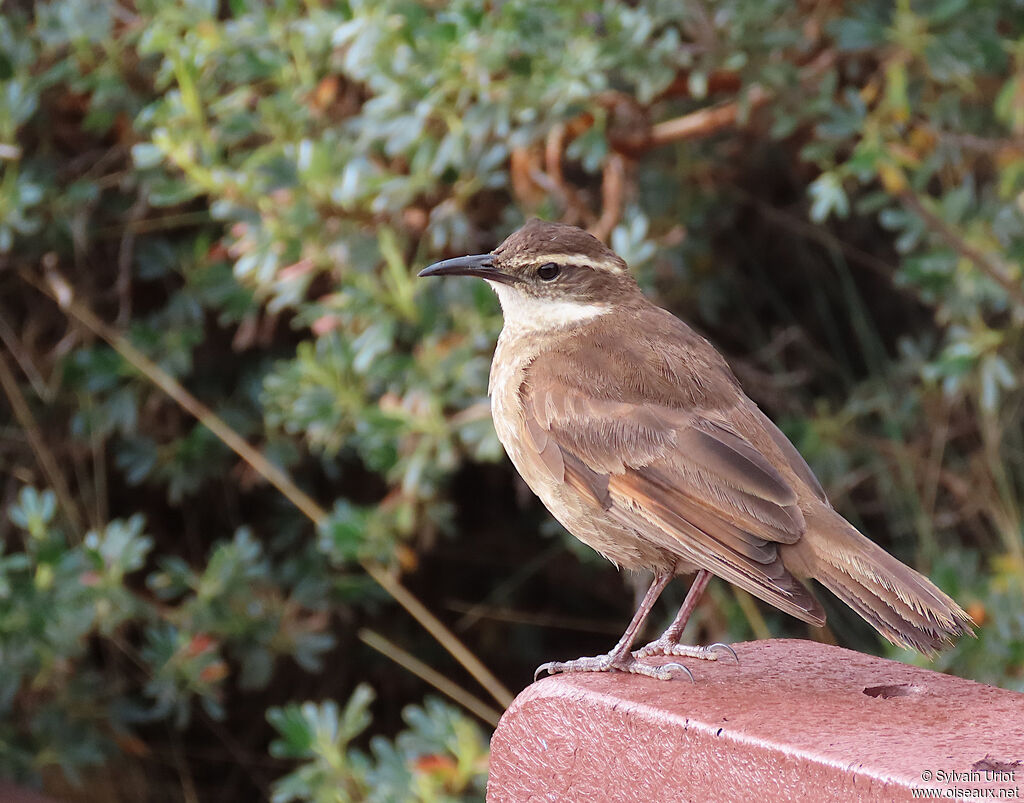 Stout-billed Cinclodesadult