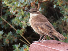 Stout-billed Cinclodes